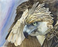 100-274 haribon eagle